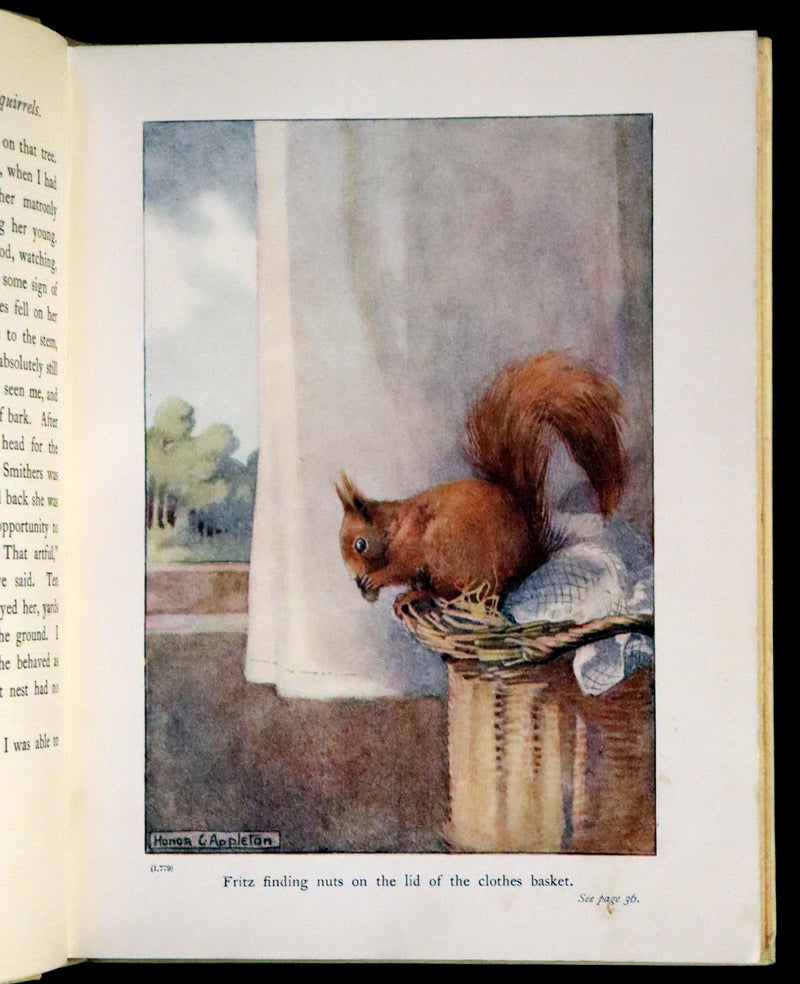 1914 First ED - How I Tamed the Wild Squirrels illustrated by Honor C. Appleton