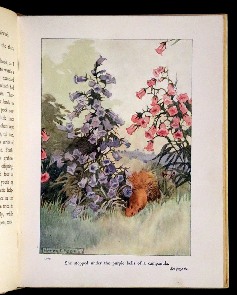 1914 First ED - How I Tamed the Wild Squirrels illustrated by Honor C. Appleton