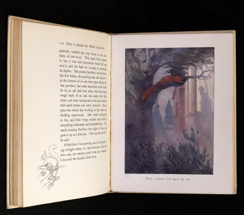 1914 First ED - How I Tamed the Wild Squirrels illustrated by Honor C. Appleton