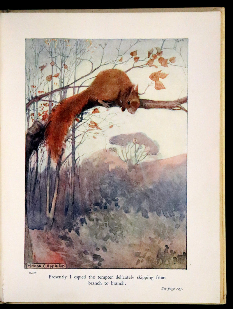 1914 First ED - How I Tamed the Wild Squirrels illustrated by Honor C. Appleton