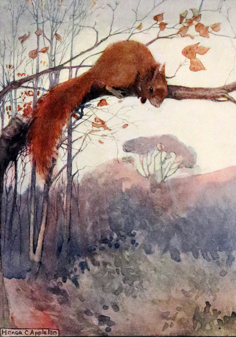 1914 First ED - How I Tamed the Wild Squirrels illustrated by Honor C. Appleton