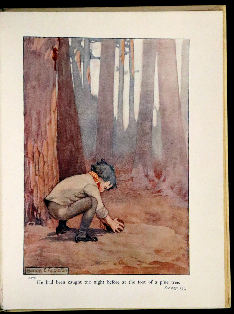 1914 First ED - How I Tamed the Wild Squirrels illustrated by Honor C. Appleton