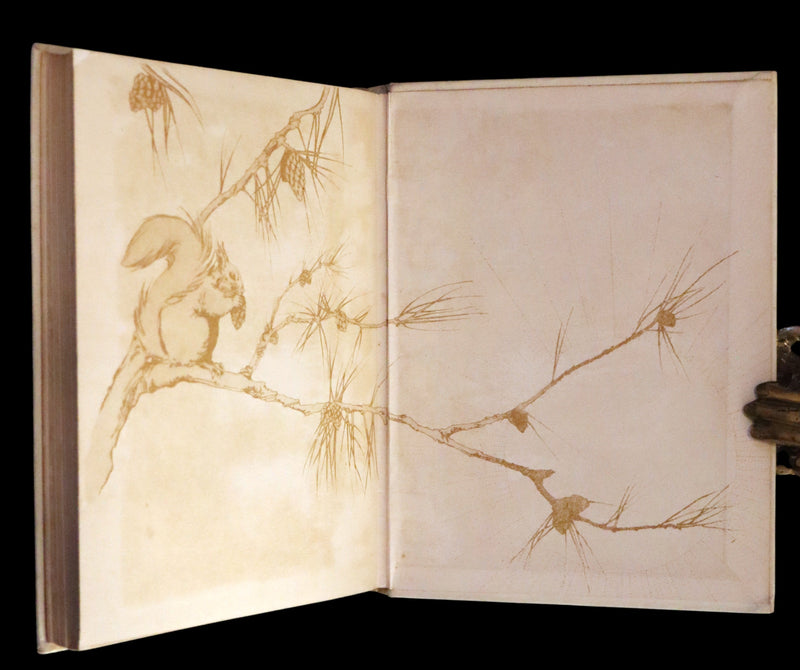 1914 First ED - How I Tamed the Wild Squirrels illustrated by Honor C. Appleton