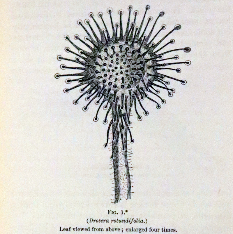 1883 Rare Book - Insectivorous Plants by Charles Darwin. Illustrated.