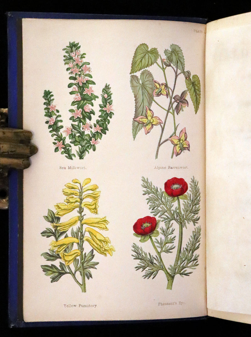 1870 Scarce First Edition - Field Flowers by the botanist James Shirley Hibberd