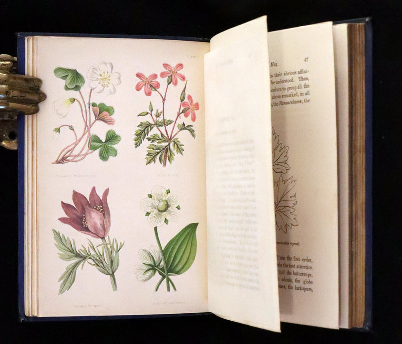 1870 Scarce First Edition - Field Flowers by the botanist James Shirley Hibberd