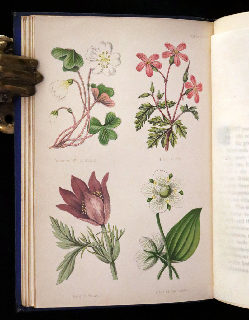 1870 Scarce First Edition - Field Flowers by the botanist James Shirley Hibberd