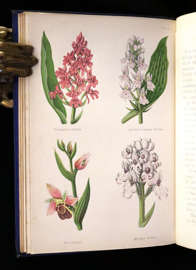 1870 Scarce First Edition - Field Flowers by the botanist James Shirley Hibberd