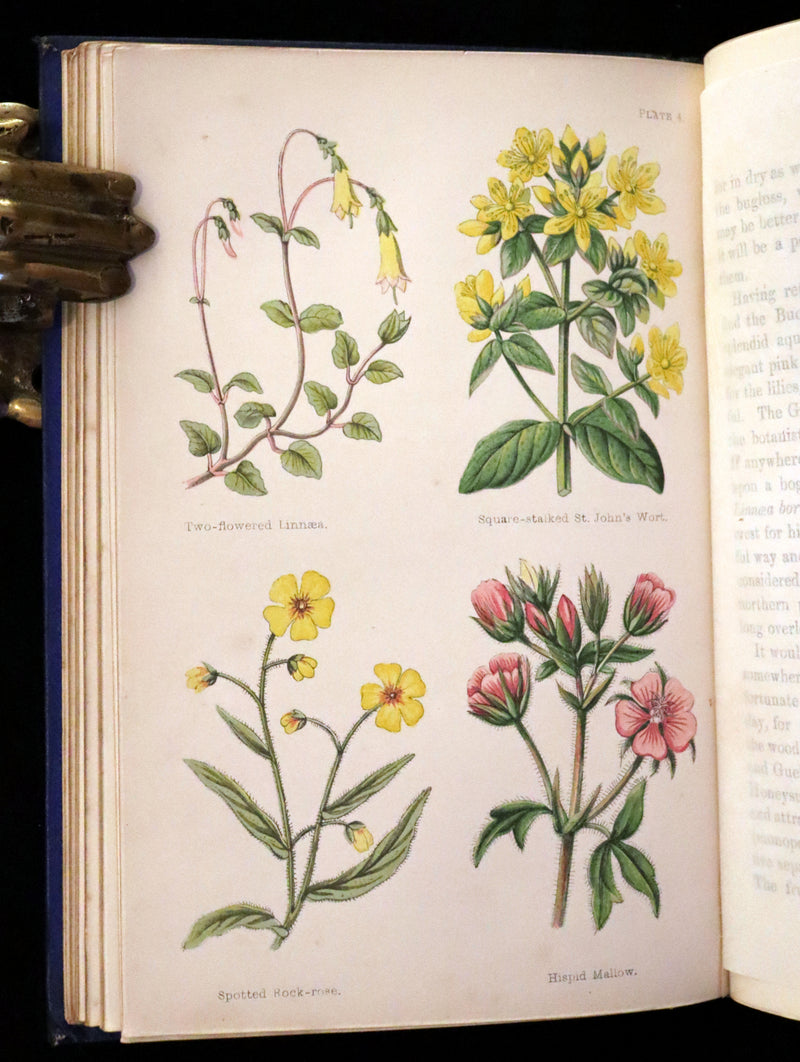 1870 Scarce First Edition - Field Flowers by the botanist James Shirley Hibberd
