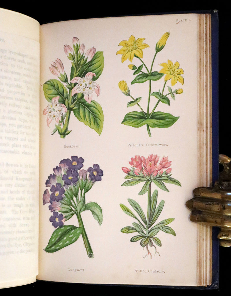 1870 Scarce First Edition - Field Flowers by the botanist James Shirley Hibberd