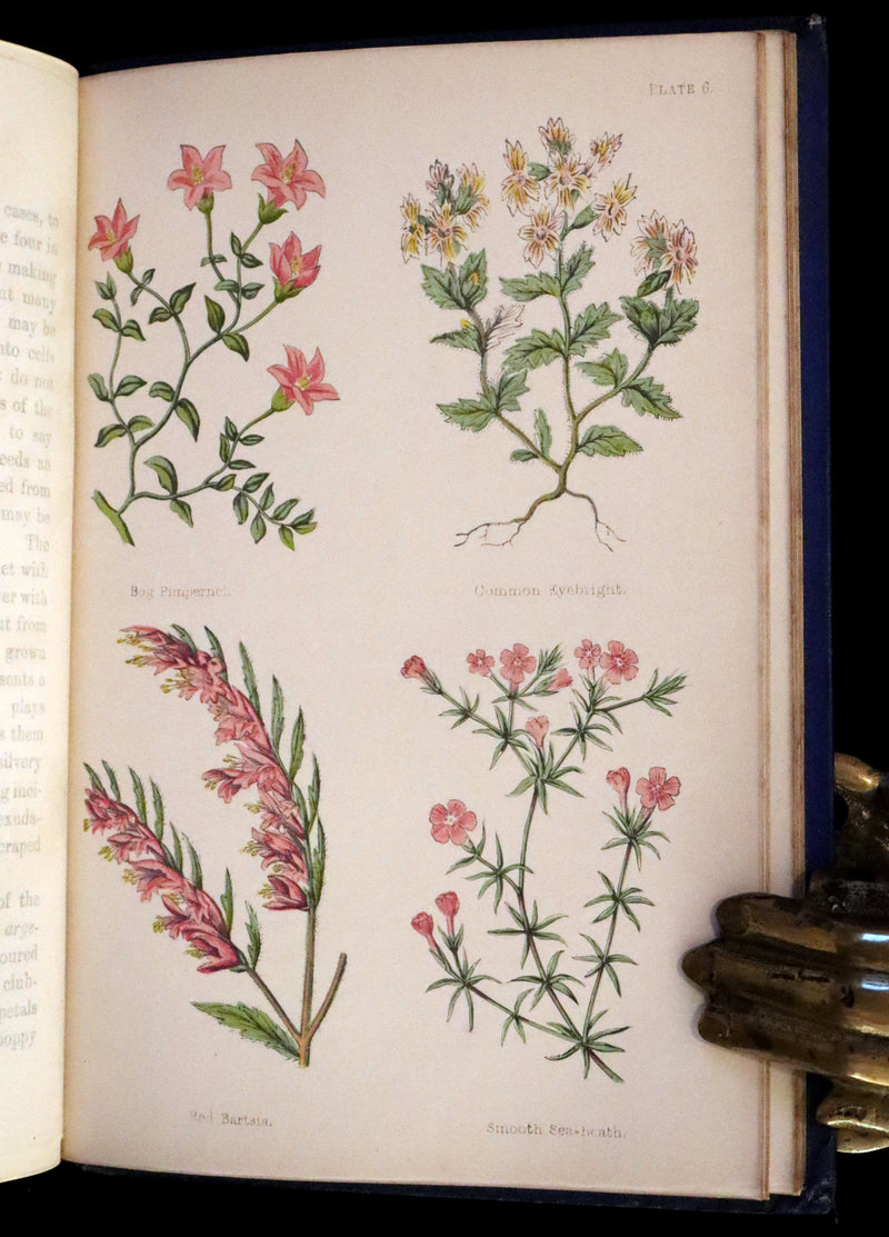 1870 Scarce First Edition - Field Flowers by the botanist James Shirley Hibberd