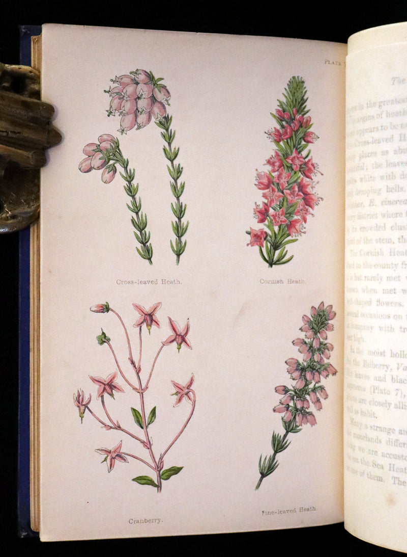 1870 Scarce First Edition - Field Flowers by the botanist James Shirley Hibberd