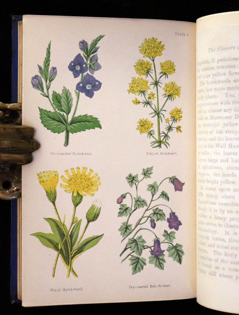 1870 Scarce First Edition - Field Flowers by the botanist James Shirley Hibberd
