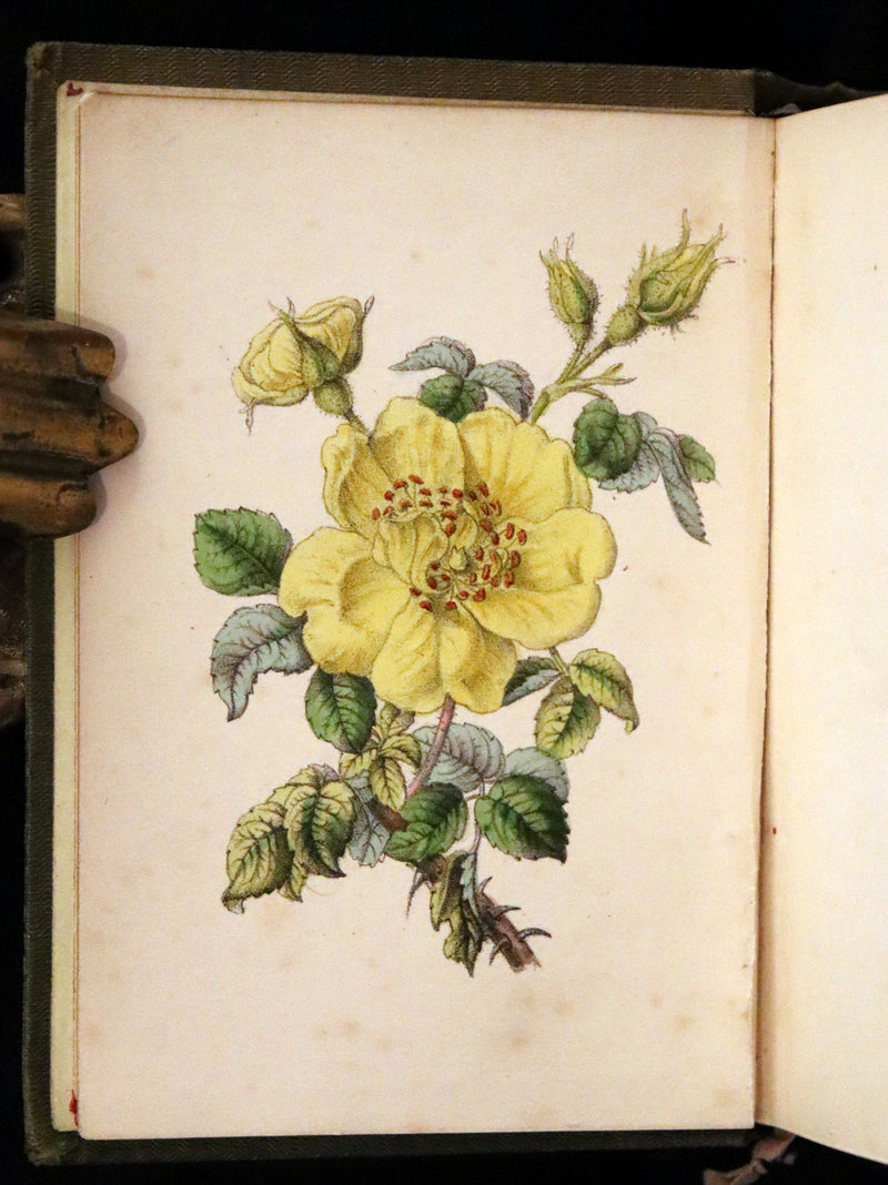 1852 Scarce Book - The Queen of Flowers: or, Memoirs of the Rose by Robert Tyas