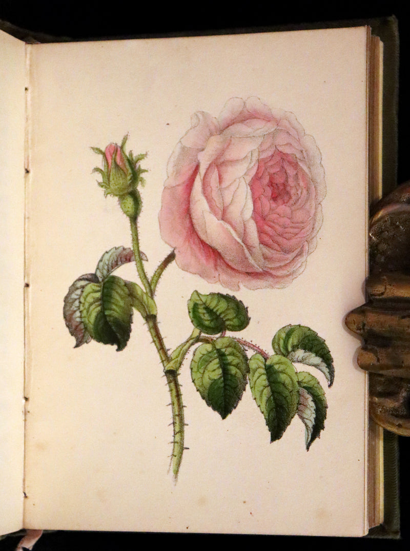 1852 Scarce Book - The Queen of Flowers: or, Memoirs of the Rose by Robert Tyas