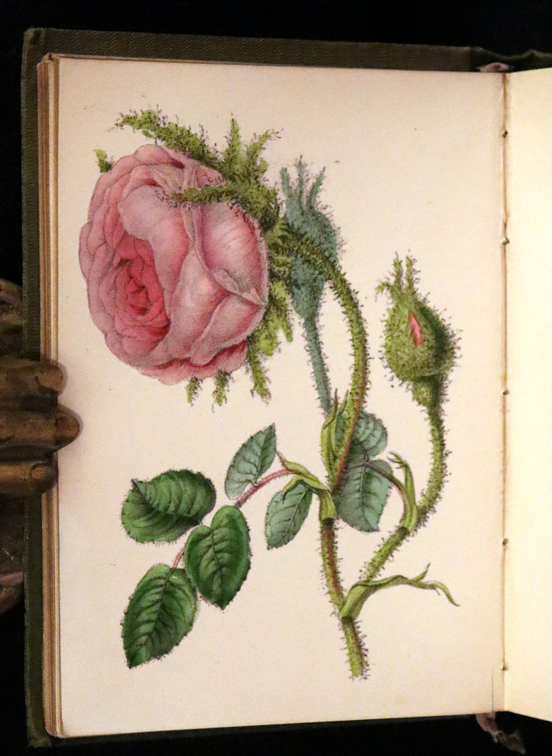 1852 Scarce Book - The Queen of Flowers: or, Memoirs of the Rose by Robert Tyas