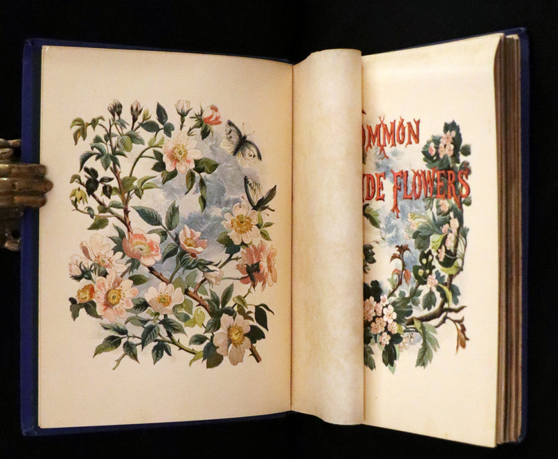 1873 Rare Book - Common Wayside Flowers Color Illustrated by Birket Foster