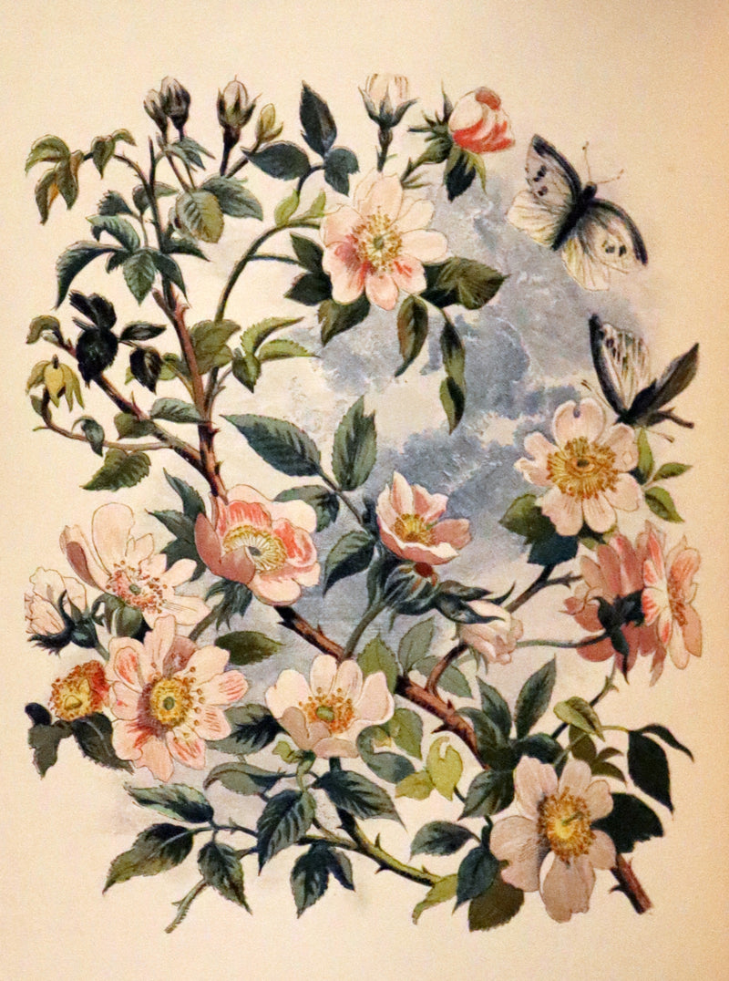 1873 Rare Book - Common Wayside Flowers Color Illustrated by Birket Foster