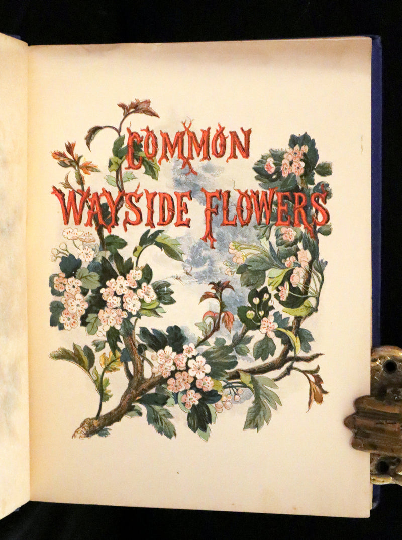 1873 Rare Book - Common Wayside Flowers Color Illustrated by Birket Foster
