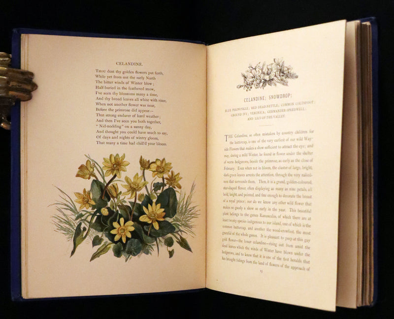 1873 Rare Book - Common Wayside Flowers Color Illustrated by Birket Foster