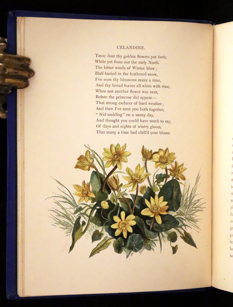 1873 Rare Book - Common Wayside Flowers Color Illustrated by Birket Foster