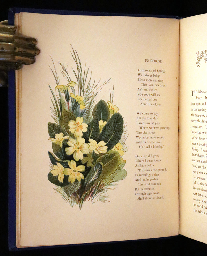 1873 Rare Book - Common Wayside Flowers Color Illustrated by Birket Foster