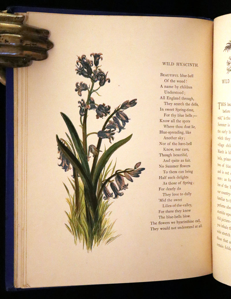 1873 Rare Book - Common Wayside Flowers Color Illustrated by Birket Foster