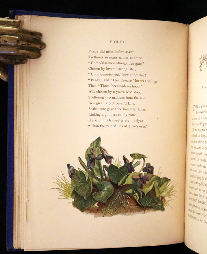 1873 Rare Book - Common Wayside Flowers Color Illustrated by Birket Foster