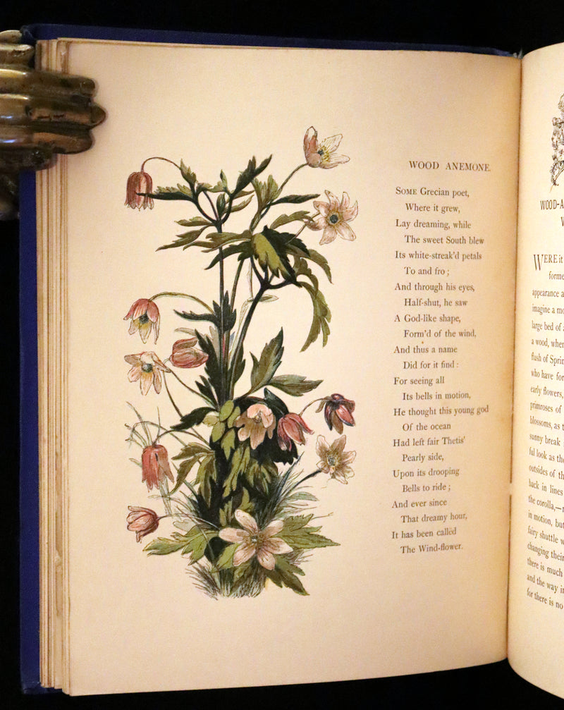 1873 Rare Book - Common Wayside Flowers Color Illustrated by Birket Foster