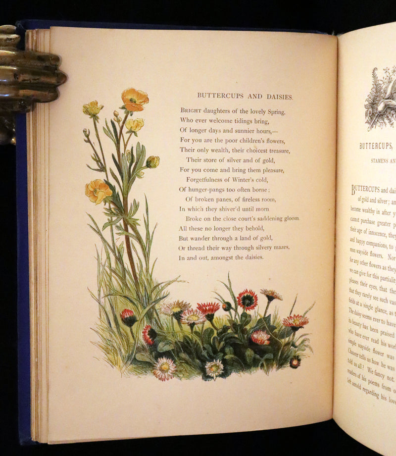 1873 Rare Book - Common Wayside Flowers Color Illustrated by Birket Foster