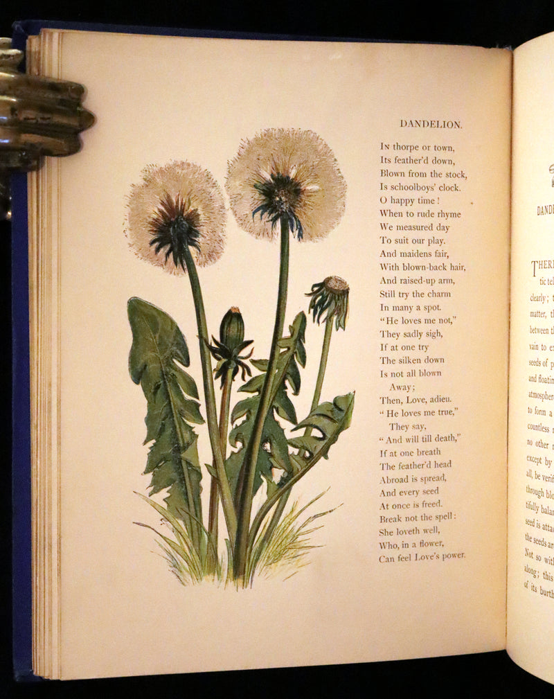 1873 Rare Book - Common Wayside Flowers Color Illustrated by Birket Foster