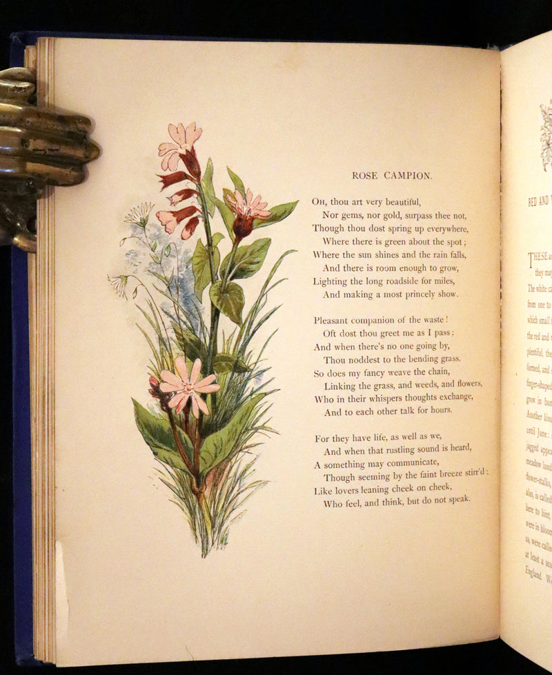 1873 Rare Book - Common Wayside Flowers Color Illustrated by Birket Foster