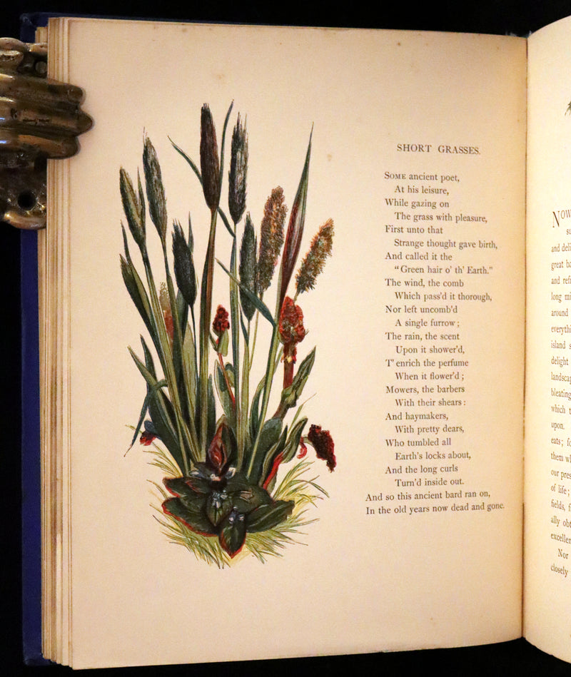 1873 Rare Book - Common Wayside Flowers Color Illustrated by Birket Foster