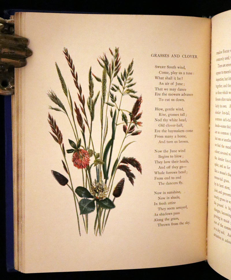 1873 Rare Book - Common Wayside Flowers Color Illustrated by Birket Foster