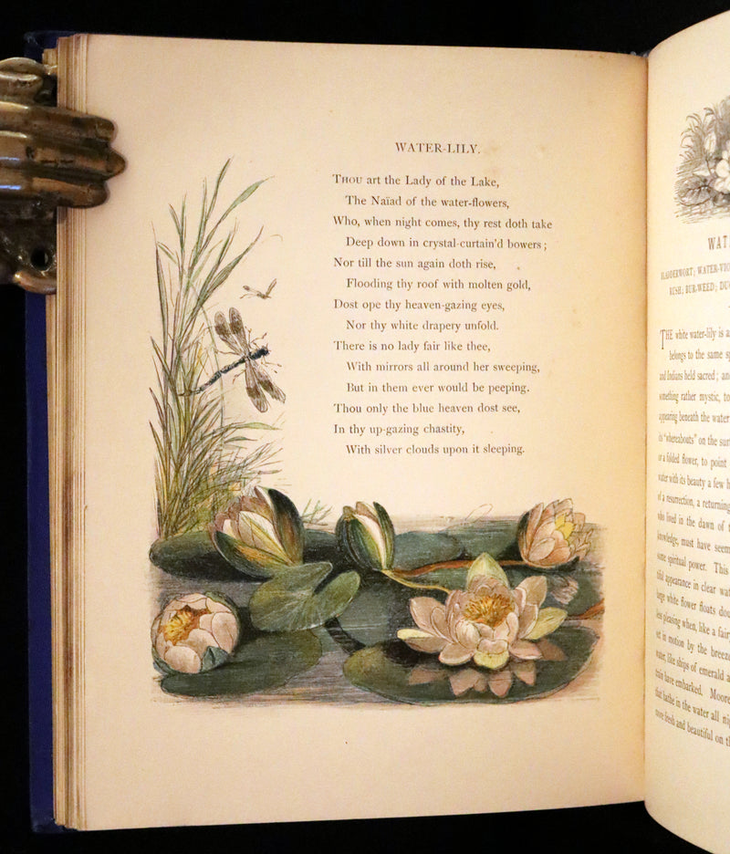 1873 Rare Book - Common Wayside Flowers Color Illustrated by Birket Foster