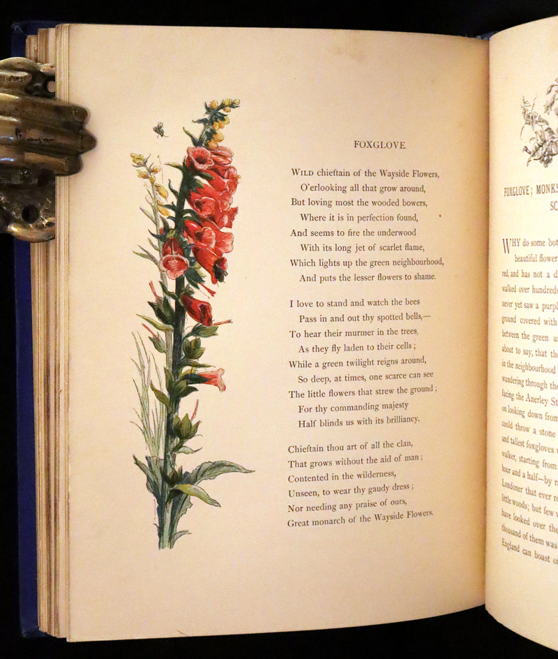 1873 Rare Book - Common Wayside Flowers Color Illustrated by Birket Foster