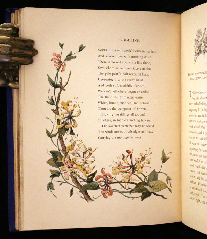 1873 Rare Book - Common Wayside Flowers Color Illustrated by Birket Foster