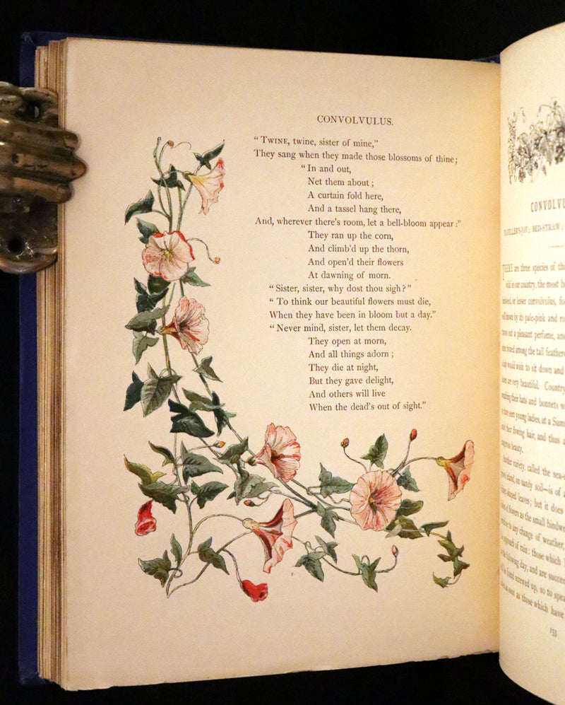 1873 Rare Book - Common Wayside Flowers Color Illustrated by Birket Foster
