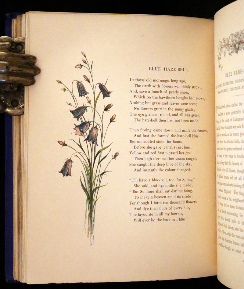 1873 Rare Book - Common Wayside Flowers Color Illustrated by Birket Foster