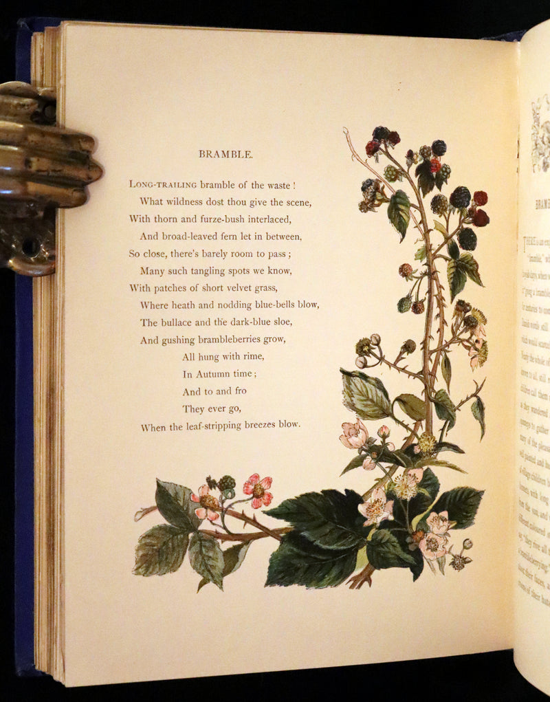 1873 Rare Book - Common Wayside Flowers Color Illustrated by Birket Foster