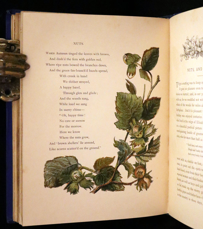 1873 Rare Book - Common Wayside Flowers Color Illustrated by Birket Foster