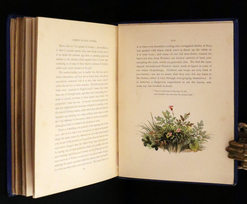 1873 Rare Book - Common Wayside Flowers Color Illustrated by Birket Foster