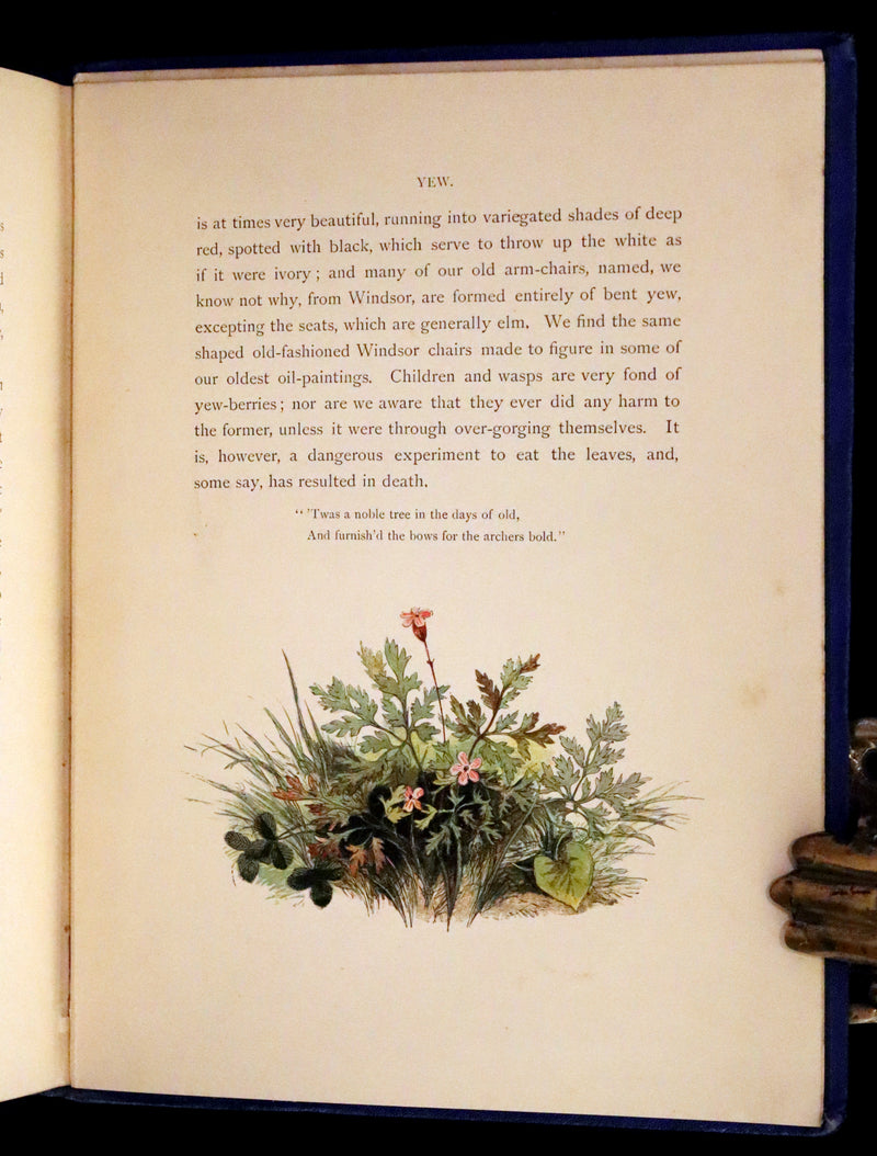 1873 Rare Book - Common Wayside Flowers Color Illustrated by Birket Foster