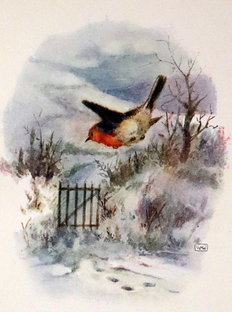 1920 First Illustrated Edition by Winifred M. Warne - The Robin's Christmas Eve
