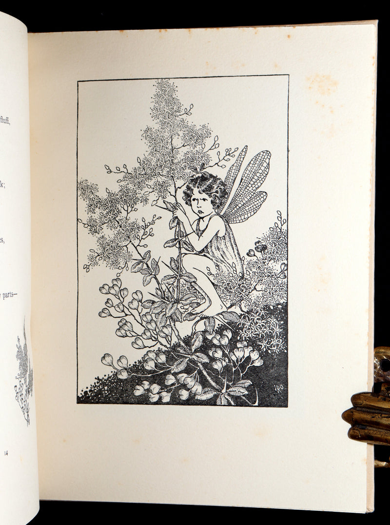 1934 First Edition- A Bunch of Wild Flowers illustrated by Ida Rentoul Outhwaite