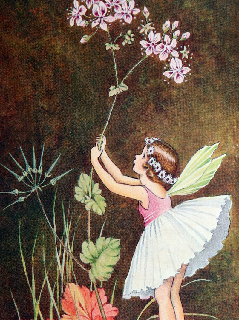 1934 First Edition- A Bunch of Wild Flowers illustrated by Ida Rentoul Outhwaite