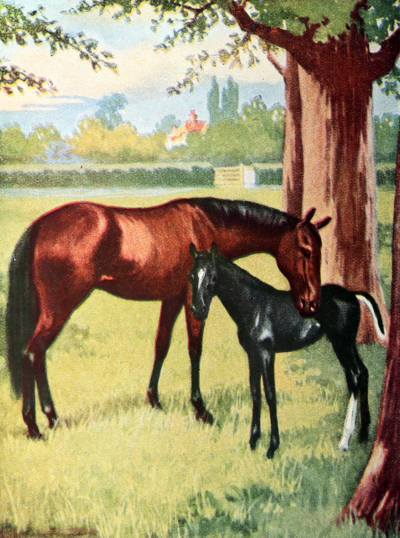 1911 Scarce Edition with Dust Jacket - Black Beauty The Autobiography of a Horse