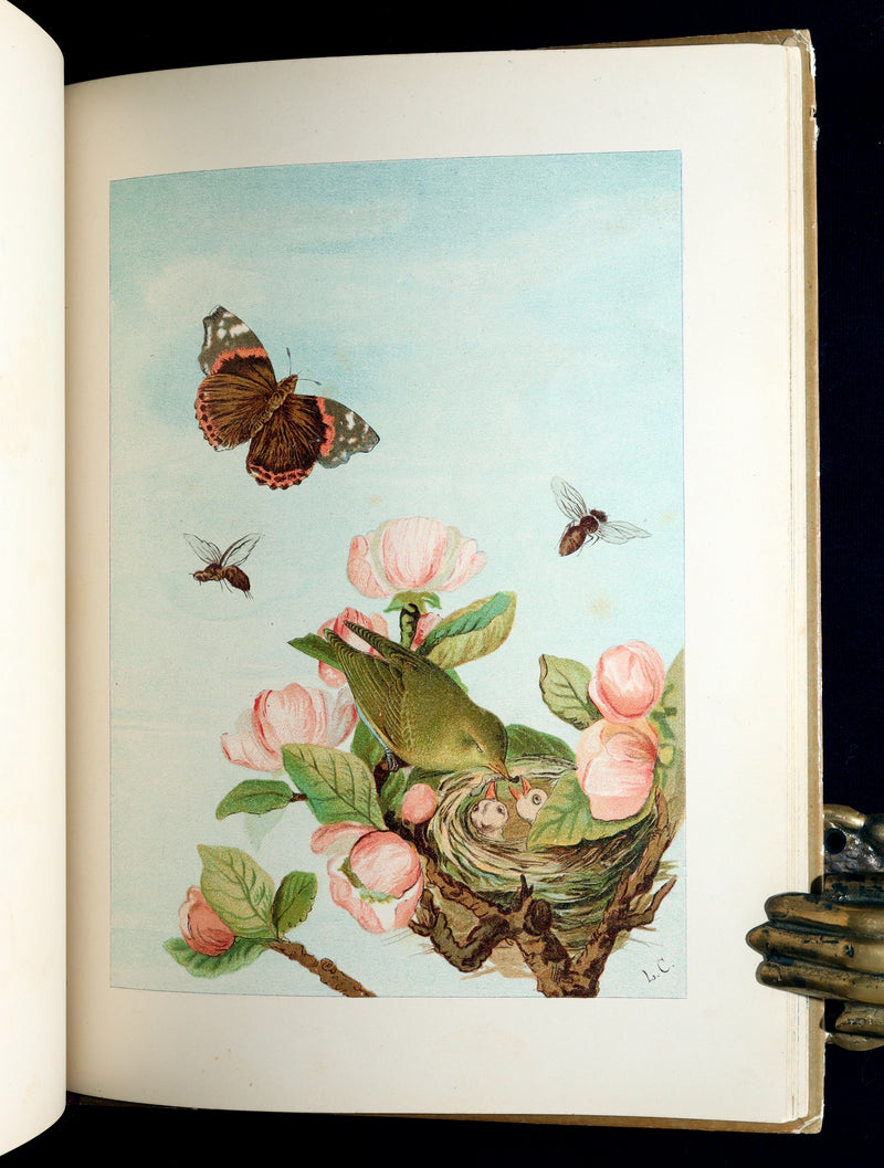 1882 Rare First Edition - Fly-Away Fairies and Baby-Blossoms by L. Clarkson