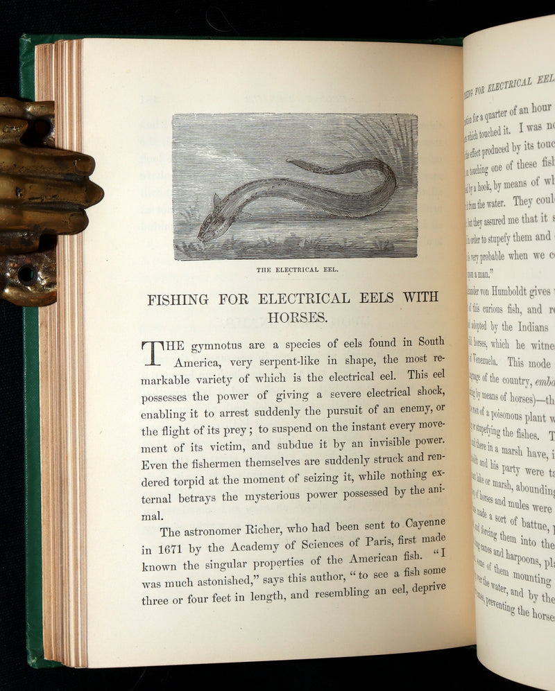 1869 Rare First Appleton’s Juvenile Annual – Illustrated Children’s Gift Book