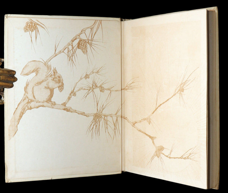1914 First ED - How I Tamed the Wild Squirrels illustrated by Honor C. Appleton